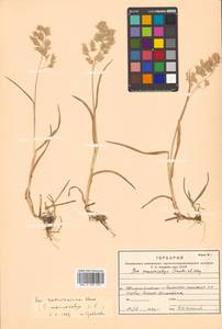 Poa macrocalyx Trautv. & C.A.Mey., Siberia, Russian Far East (S6) (Russia)