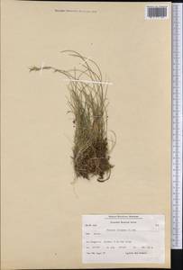 Festuca vivipara (L.) Sm., America (AMER) (Greenland)