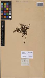 Hymenophyllum serrulatum (C. Presl) C. Chr., South Asia, South Asia (Asia outside ex-Soviet states and Mongolia) (ASIA) (Philippines)