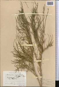 Haloxylon ammodendron (C. A. Mey.) Bunge ex Fenzl, Middle Asia, Caspian Ustyurt & Northern Aralia (M8) (Kazakhstan)