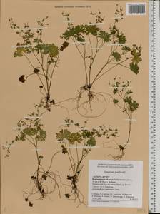 Geranium pusillum L., Eastern Europe, Central forest-and-steppe region (E6) (Russia)