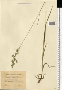 Bromus secalinus L., Eastern Europe, Moscow region (E4a) (Russia)