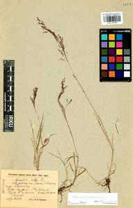 Agrostis stolonifera L., Siberia, Baikal & Transbaikal region (S4) (Russia)