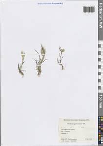 Hordeum marinum subsp. gussoneanum (Parl.) Thell., Caucasus, Azerbaijan (K6) (Azerbaijan)