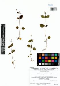 Pseudogalium paradoxum (Maxim.) L.E Yang, Z.L.Nie & H.Sun, Siberia, Baikal & Transbaikal region (S4) (Russia)