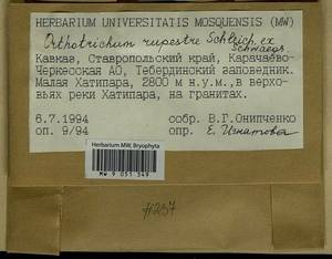 Lewinskya rupestris (Schleich. ex Schwägr.) F. Lara, Garilleti & Goffinet, Bryophytes, Bryophytes - North Caucasus & Ciscaucasia (B12) (Russia)