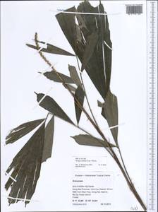 Arenga caudata (Lour.) H.E.Moore, South Asia, South Asia (Asia outside ex-Soviet states and Mongolia) (ASIA) (Vietnam)