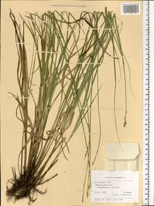 Carex elongata L., Eastern Europe, Central region (E4) (Russia)