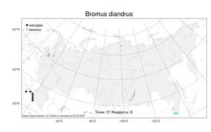 Bromus diandrus Roth, Atlas of the Russian Flora (FLORUS) (Russia)