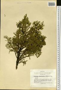 Juniperus pseudosabina Fisch. & C.A.Mey., Siberia, Altai & Sayany Mountains (S2) (Russia)