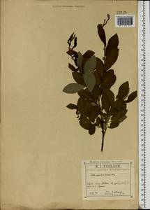 Salix aurita × livida, Eastern Europe, Central region (E4) (Russia)