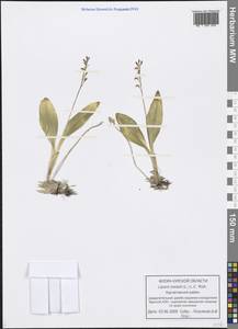 Liparis loeselii (L.) Rich., Eastern Europe, Central forest-and-steppe region (E6) (Russia)