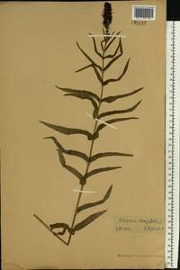 Veronica longifolia L., Eastern Europe, Central region (E4) (Russia)
