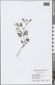 Fumaria officinalis L., Eastern Europe, Central region (E4) (Russia)