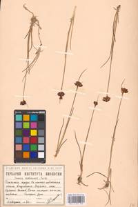 Juncus castaneus Sm., Siberia, Western Siberia (S1) (Russia)