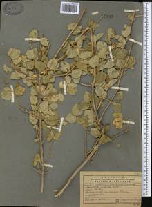 Lonicera nummulariifolia Jaub. & Spach, Middle Asia, Pamir & Pamiro-Alai (M2)