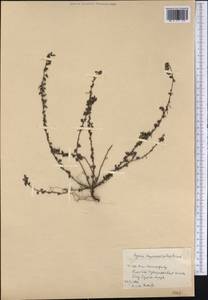 Ayenia euphrasiifolia Griseb., America (AMER) (Cuba)