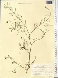 Brassica elongata subsp. integrifolia (Boiss.) Breistr., Eastern Europe, Belarus (E3a) (Belarus)
