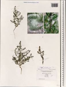 Grubovia melanoptera (Bunge) Freitag & G. Kadereit, Mongolia (MONG) (Mongolia)