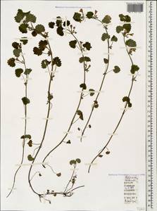 Glechoma hederacea L., Caucasus, Georgia (K4) (Georgia)