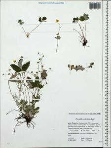 Potentilla crebridens Juz., Siberia, Baikal & Transbaikal region (S4) (Russia)