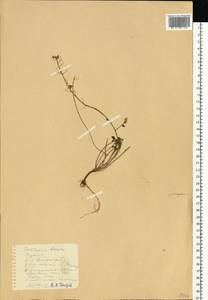 Cochlearia groenlandica L., Eastern Europe, Estonia (E2c) (Estonia)