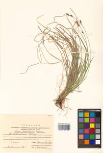 Carex caryophyllea var. microtricha (Franch.) Kük., Siberia, Russian Far East (S6) (Russia)
