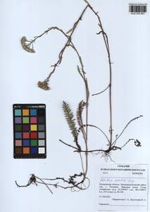 Achillea asiatica Serg., Siberia, Altai & Sayany Mountains (S2) (Russia)