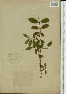 Lonicera caerulea L., Siberia (no precise locality) (S0) (Russia)