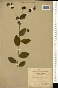 Euphorbia squamosa Willd., Caucasus, Black Sea Shore (from Novorossiysk to Adler) (K3) (Russia)