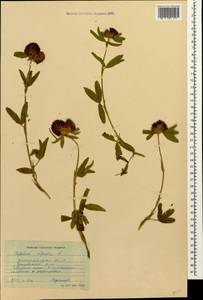 Trifolium alpestre L., Caucasus, Dagestan (K2) (Russia)