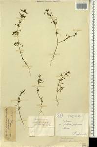 Vahlia dichotoma (J. A. Murr.) Kuntze, Africa (AFR) (Mali)