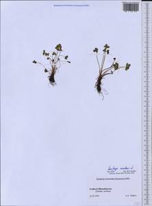Saxifraga rivularis, Western Europe (EUR) (Svalbard and Jan Mayen)