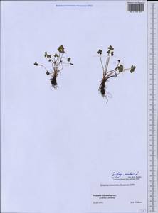 Saxifraga rivularis L., Western Europe (EUR) (Svalbard and Jan Mayen)