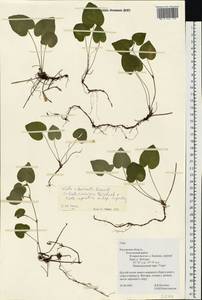 Viola ×burnatii Gremli, Eastern Europe, Central region (E4) (Russia)