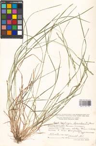 Danthonia decumbens (L.) DC., Eastern Europe, Moscow region (E4a) (Russia)