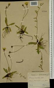 Pilosella acutifolia subsp. acutifolia, Eastern Europe, Moscow region (E4a) (Russia)