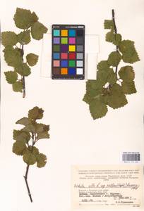 Betula pubescens var. pubescens, Eastern Europe, Northern region (E1) (Russia)