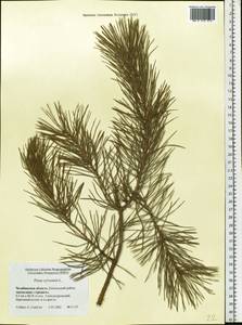 Pinus sylvestris L., Eastern Europe, Eastern region (E10) (Russia)