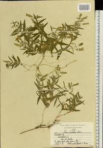 Silene procumbens Murray, Eastern Europe, Central region (E4) (Russia)