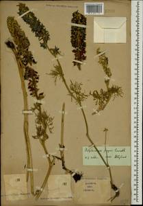 Delphinium freynii Conrath, Caucasus (no precise locality) (K0)