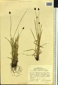 Carex macloviana var. macloviana, Siberia, Russian Far East (S6) (Russia)