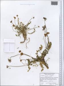 Schtschurowskia meifolia Regel & Schmalh., Middle Asia, Pamir & Pamiro-Alai (M2) (Uzbekistan)