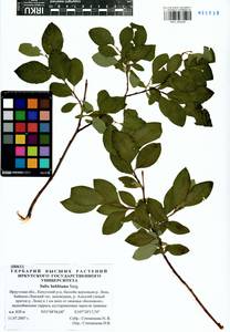 Salix bebbiana Sarg., Siberia, Baikal & Transbaikal region (S4) (Russia)