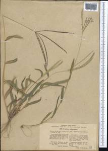 Digitaria sanguinalis (L.) Scop., Middle Asia, Syr-Darian deserts & Kyzylkum (M7)