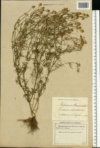 Matricaria chamomilla L., Eastern Europe, Latvia (E2b) (Latvia)