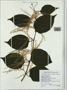 Reynoutria × bohemica Chrtek & Chrtková, Western Europe (EUR) (Germany)