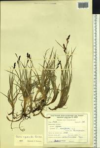 Carex rigidioides (Gorodkov) V.I.Krecz., Siberia, Baikal & Transbaikal region (S4) (Russia)