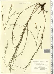Dianthus eugeniae Kleopow, Eastern Europe, Rostov Oblast (E12a) (Russia)