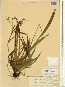 Carex sylvatica subsp. latifrons (V.I.Krecz.) Ö.Nilsson, Caucasus, Georgia (K4) (Georgia)